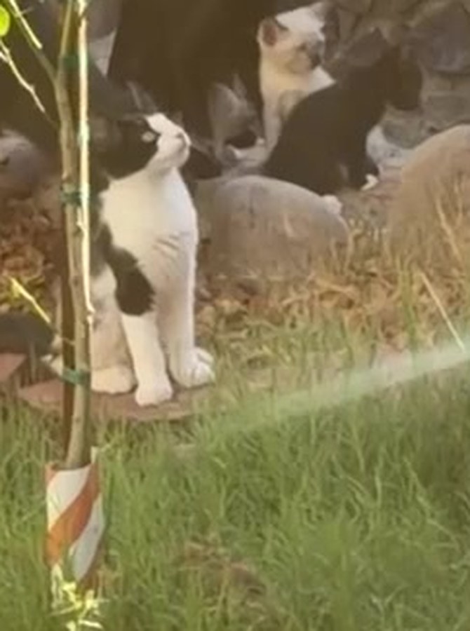 One of the colony cats in the evening light, kittens on the stones behind