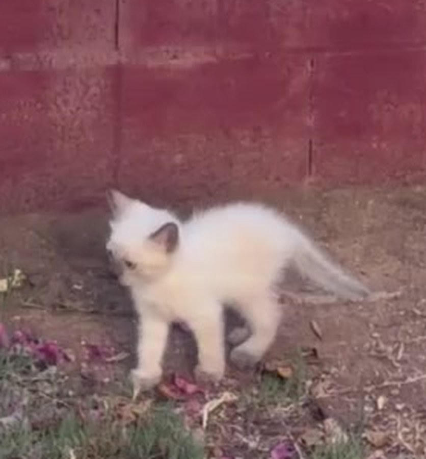 One of the kittens in the garden at golden hour