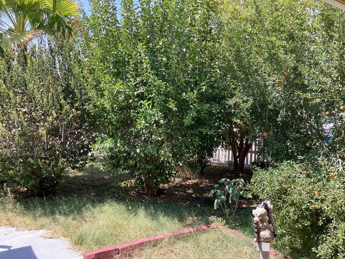 The garden, thick with fruit trees, behind a white picket fence