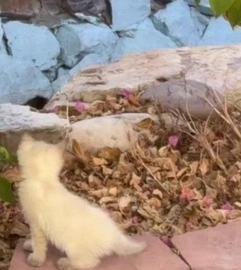 A pale kitten sitting on the stone border of the garden