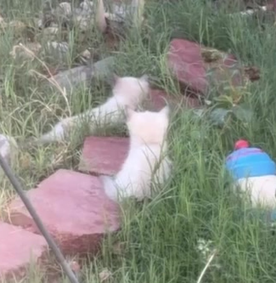 Two kittens playing together in the long grass