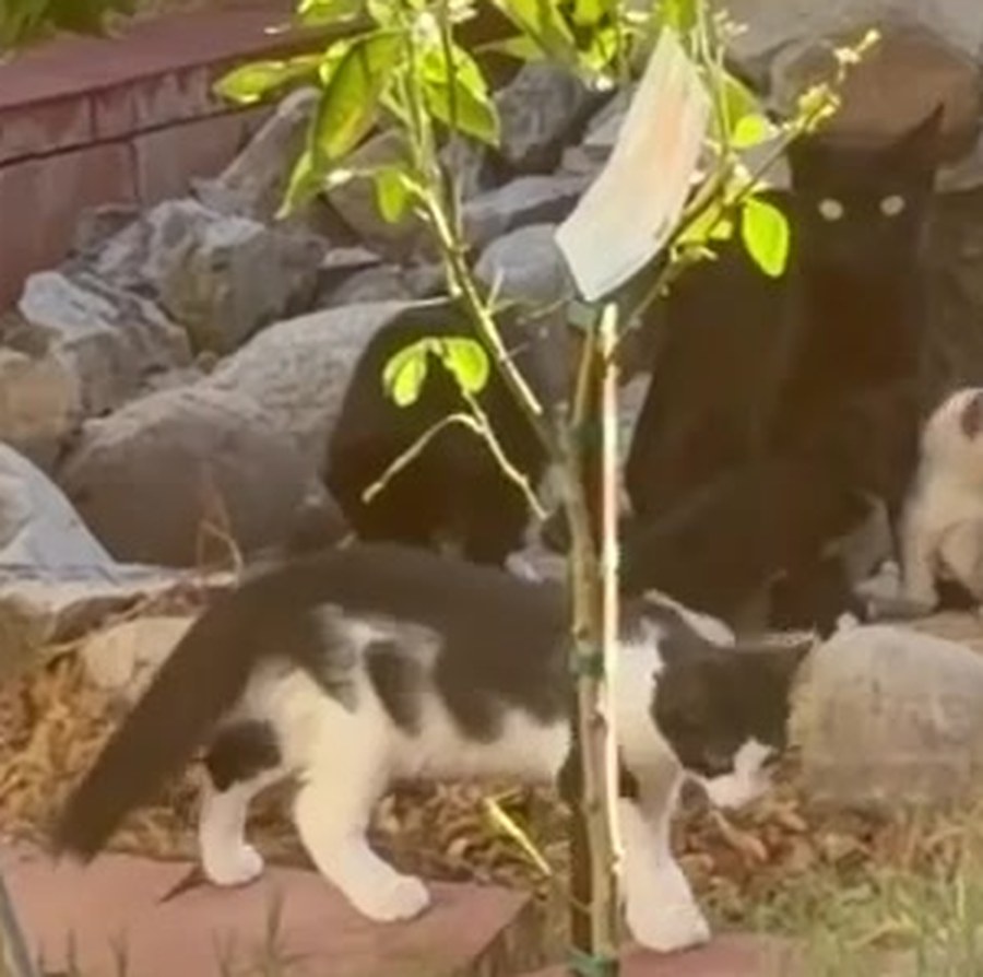 A colony cat crossing the garden