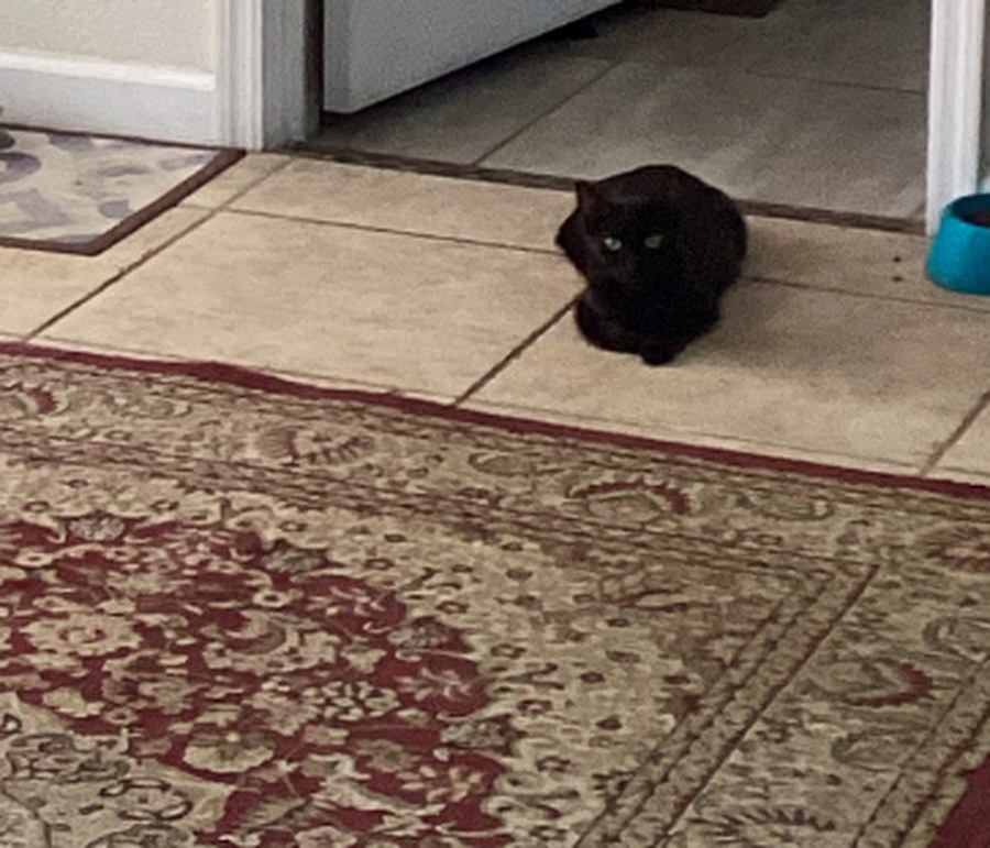 A black cat sitting quietly indoors