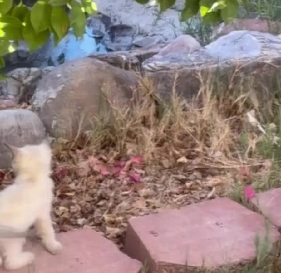 Two kittens climbing the stones together