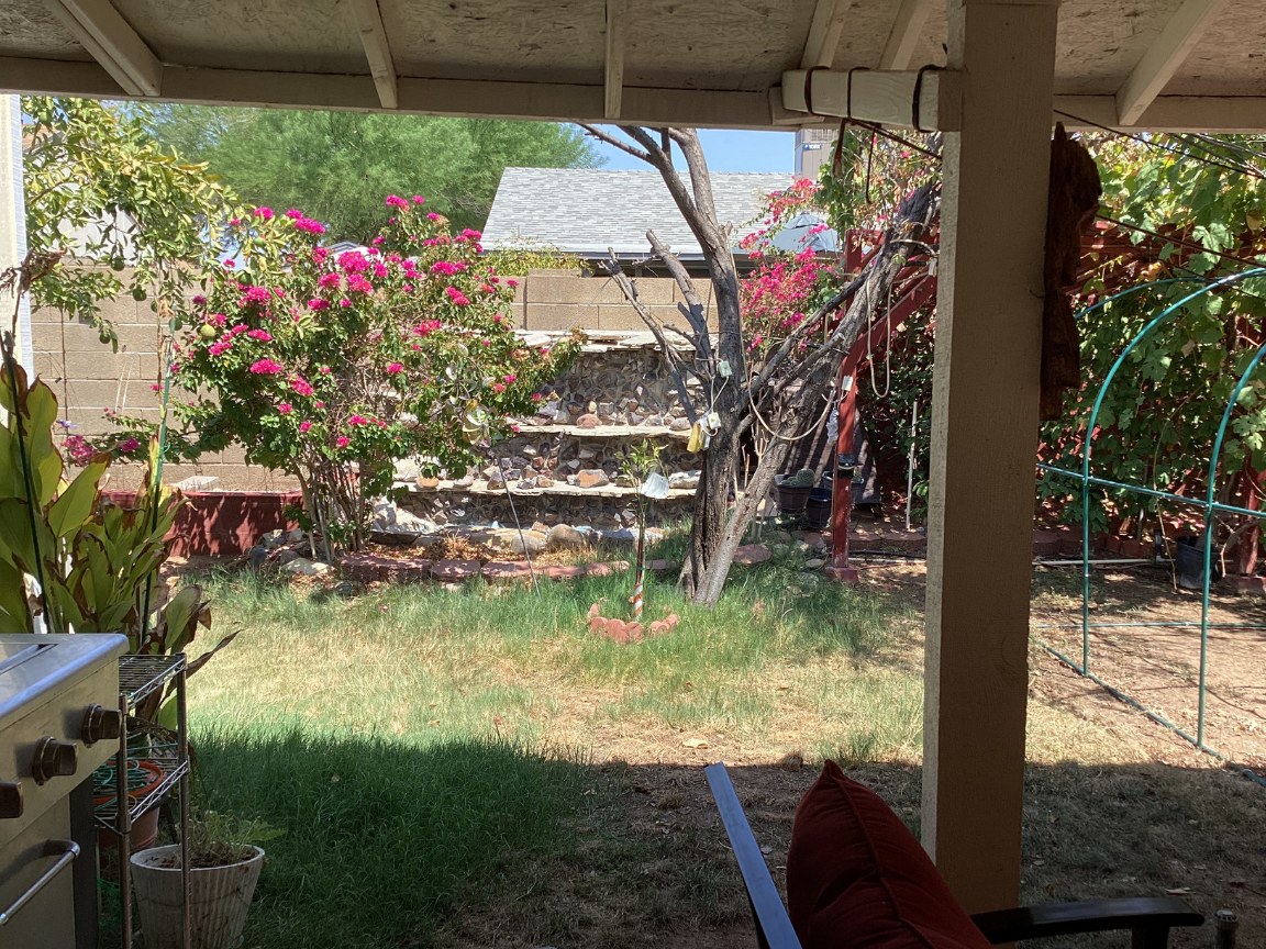 The back garden, with bougainvillea and a stone wall