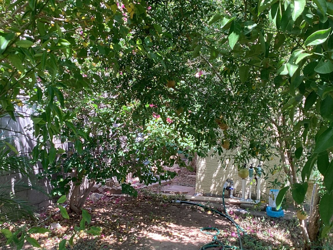 The garden at the True Light Temple, shaded by fruit trees