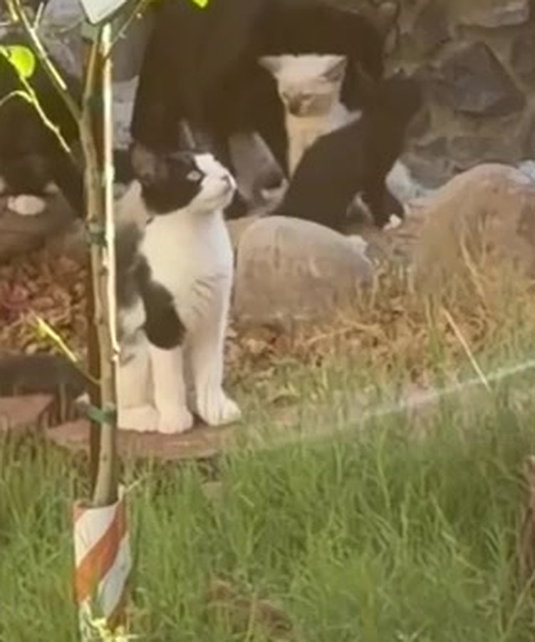 A cat and kittens together in the garden at golden hour